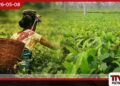 ජාතික නැවුම් තේ මංගල්‍යය 2026 ජාතික උත්සවය  මහනුවර  ශ්‍රී දළදා මාළිගා පරිශ්‍රයේදී
