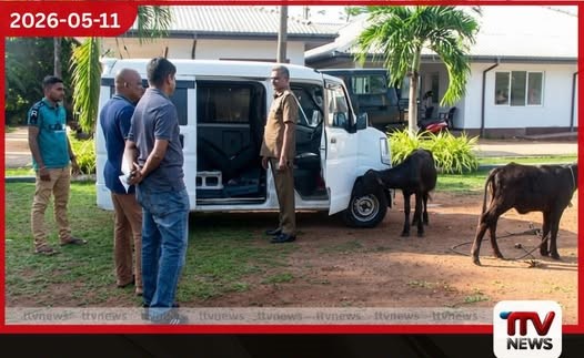 කුලී කාර්වලින් හරක් පැටවුන් උස්සා එළු මස් කියා විකුණූ පාසල් සිසුන් පිරිසක් අම්බලන්ගොඩදී කොටු වෙයි