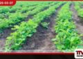 පුත්තලම දිස්ත්‍රික්කයේ  කෘෂිකාර්මික මාර්ග සංවර්ධන  ව්‍යාපෘති රැසක්  ආරම්භ වෙයි