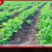 පුත්තලම දිස්ත්‍රික්කයේ  කෘෂිකාර්මික මාර්ග සංවර්ධන  ව්‍යාපෘති රැසක්  ආරම්භ වෙයි