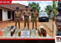 නීතිවිරෝධී මත්පැන්  ලීටර් 75ක් සමඟ  සැකකරුවෙකු  දංකොටුවේදී දැලේ