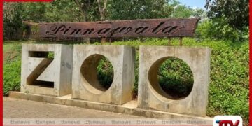 පින්නවල ජාතික එළිමහන් සත්ව උද්‍යානයේ  11 වන සංවත්සරය නිමිත්තෙන්  සතුන්ට පිරිත් සජ්ඣායනා කර  ආශිර්වාද කෙරේ