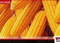 ආනයනික බඩඉරිඟු සඳහා වන  විශේෂ වෙළෙඳ භාණ්ඩ බද්ද ඉහළට