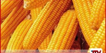 ආනයනික බඩඉරිඟු සඳහා වන  විශේෂ වෙළෙඳ භාණ්ඩ බද්ද ඉහළට