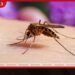 පසුගිය වසරේ මෙරටින් බරවා රෝගීන් 68ක් වාර්තා වෙයි