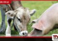 සත්ත්ව පනතේ ‘සතා’ යන  අර්ථ නිරූපණය පුළුල් වෙයි  ඌරා, එළුවා සහ බැටළුවා ද  අලුතින් ඇතුළත් කිරීමට  කැබිනට් අනුමැතිය