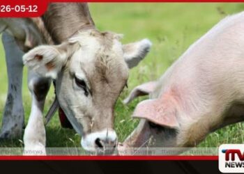 සත්ත්ව පනතේ ‘සතා’ යන  අර්ථ නිරූපණය පුළුල් වෙයි  ඌරා, එළුවා සහ බැටළුවා ද  අලුතින් ඇතුළත් කිරීමට  කැබිනට් අනුමැතිය