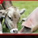 සත්ත්ව පනතේ ‘සතා’ යන  අර්ථ නිරූපණය පුළුල් වෙයි  ඌරා, එළුවා සහ බැටළුවා ද  අලුතින් ඇතුළත් කිරීමට  කැබිනට් අනුමැතිය