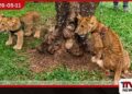 දෙහිවල කේසර සහ කියාරාගේ පැටවුන් දෙදෙනා ප්රථම වරට නරඹන්නන් හමුවට