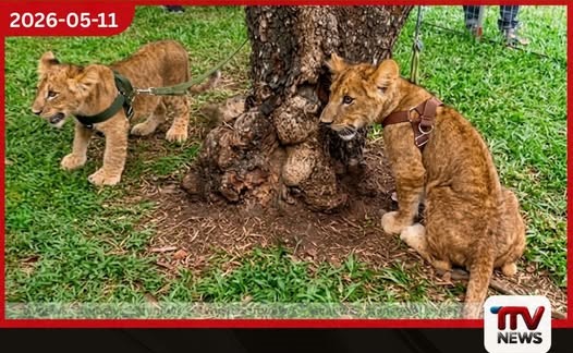 දෙහිවල කේසර සහ කියාරාගේ පැටවුන් දෙදෙනා ප්රථම වරට නරඹන්නන් හමුවට