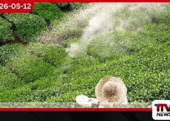 කුඩා තේ වතු හිමියන්ට  රුපියල් 5,000ක  අතිරේක පොහොර සහනාධාරයක්