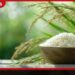 ලුණු වතුරෙන් අස්වැන්න නෙළන චීනයේ මුහුදු වී තාක්ෂණය ලොව පුරා මිලියන 200කගේ බඩගින්න නිවීමට විසඳුමක්