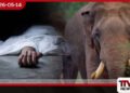 වනඅලි ප්රහාරයකින් 44 හැවිරිදි දෙදරු මවක් ජීවිතක්ෂයට