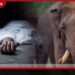 වනඅලි ප්රහාරයකින් 44 හැවිරිදි දෙදරු මවක් ජීවිතක්ෂයට