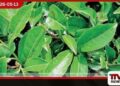 රුපියල ශක්තිමත් වුවද අප්රේල් මාසයේ තේ අපනයන ආදායම ඩොලර් අගයෙන් පහත වැටෙයි