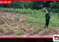 උඩවලව ජාතික උද්‍යානයේ  රහසිගතව පවත්වාගෙන ගිය  ගංජා හේනක්  වනජීවී නිලධාරීන් වටලයි