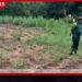 උඩවලව ජාතික උද්‍යානයේ  රහසිගතව පවත්වාගෙන ගිය  ගංජා හේනක්  වනජීවී නිලධාරීන් වටලයි