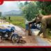 විල්ගමුව මොරගහ උල්පතදී  වන අලි ප්‍රහාරයකින්  පියෙකු සහ දියණියක  ජීවිතක්ෂයට