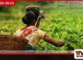 තේ කර්මාන්තයේ  සේවකයන් වෙනුවෙන්  නව විශ්‍රාම වැටුප් ක්‍රමයක්