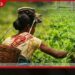 තේ කර්මාන්තයේ  සේවකයන් වෙනුවෙන්  නව විශ්‍රාම වැටුප් ක්‍රමයක්