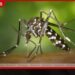 මදුරුවන්ගෙන් බෝවන රෝග  අවදානම ඉහළට බරවා සහ ඩෙංගු පිළිබඳ  සෞඛ්‍ය අංශවලින් විශේෂ නිවේදනයක්