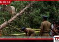 ඉංගිරිය රක්ෂිතයේ  මාර්ගයක් හදද්දී  පයිනස් ගසක් හිසට වැටී  පුද්ගලයෙක් මරුට