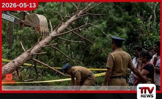 ඉංගිරිය රක්ෂිතයේ මාර්ගයක් හදද්දී පයිනස් ගසක් හිසට වැටී පුද්ගලයෙක් මරුට