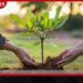 2026 ජාතික පරිසර සතිය  ප්‍රකාශයට පත් කෙරේ දලුලන්න ඉඩදෙන්න වැඩසටහන රට පුරා