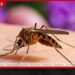 ශ්‍රී ලංකාව දැඩි අවදානමක  දිස්ත්‍රික්ක 7ක ජනතාවට  බරවා මර්දන ව්‍යාපාරයෙන්  විශේෂ අනතුරු ඇඟවීමක්