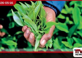 2026 වසරේ මුල් මාස හතරේ  තේ නිෂ්පාදනය  14%කින් පහළට