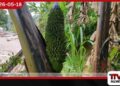 කඳ මැදින් උඩට වැවුණු අසාමාන්ය ඇඹුල් කෙසෙල් කැනක් හැටන් කොටගලින් හමු වෙයි