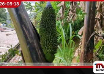 කඳ මැදින් උඩට වැවුණු අසාමාන්ය ඇඹුල් කෙසෙල් කැනක් හැටන් කොටගලින් හමු වෙයි