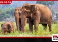 වන අලි තර්ජනයට ස්ථාවර විසඳුම් ඉල්ලා  මහවිලච්චිය ගම්වාසීන්ගෙන්  දැඩි විරෝධතාවක්