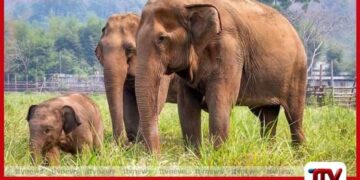 වන අලි තර්ජනයට ස්ථාවර විසඳුම් ඉල්ලා  මහවිලච්චිය ගම්වාසීන්ගෙන්  දැඩි විරෝධතාවක්