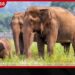 වන අලි තර්ජනයට ස්ථාවර විසඳුම් ඉල්ලා මහවිලච්චිය ගම්වාසීන්ගෙන් දැඩි විරෝධතාවක්