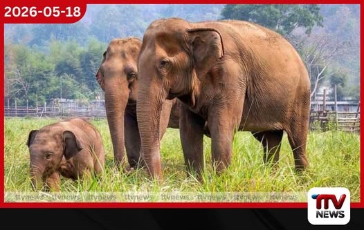 වන අලි තර්ජනයට ස්ථාවර විසඳුම් ඉල්ලා මහවිලච්චිය ගම්වාසීන්ගෙන් දැඩි විරෝධතාවක්