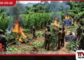 හම්බෙගමුවේ  රුපියල් ලක්ෂ 20ක  ගංජා හේන් දෙකක්  පොලිසිය වටලයි