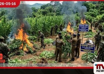 හම්බෙගමුවේ  රුපියල් ලක්ෂ 20ක  ගංජා හේන් දෙකක්  පොලිසිය වටලයි