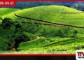මේ වසරේ පළමු මාස හතරේ තේ නිෂ්පාදනය 14.46%කින් පහළට වතු ක්ෂේත්‍රයෙන් හෙළිදරව්වක්