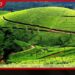 මේ වසරේ පළමු මාස හතරේ තේ නිෂ්පාදනය 14.46%කින් පහළට වතු ක්ෂේත්රයෙන් හෙළිදරව්වක්
