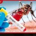 ඩෙංගු රෝගීන් 28,000 ඉක්මවයි