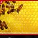 දේශීය මී පැණි නිෂ්පාදනය සිව් ගුණයකින් ඉහළ නැංවීමට කෘෂිකර්ම දෙපාර්තමේන්තුවෙන් විශේෂ සැලසුමක්