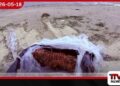 මන්නාරමේදී ලොකු බීඩි කොළ තොගයක් නාවික හමුදාවට අහුවේ