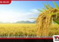 ආනයනික සහල් නිසා  දේශීය නාඩු වී  මිල රු. 100 දක්වා බහී