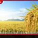 ආනයනික සහල් නිසා දේශීය නාඩු වී මිල රු. 100 දක්වා බහී