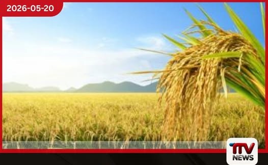 ආනයනික සහල් නිසා දේශීය නාඩු වී මිල රු. 100 දක්වා බහී