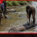 රත්නපුර කළු ගඟේ පාවෙමින් තිබූ නාඳුනන පිරිමි මළසිරුරක් සොයාගැනේ හඳුනා ගැනීමට පොලිසිය මහජන සහාය පතයි