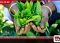 මාතර කාබනික අමු තේ දළු කිලෝවකට රුපියල් 400ක වාර්තාගත මිලක්