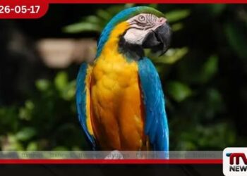 රුපියල් ලක්ෂ 7ක් වටිනා  මැකෝ ගිරවෙකු සොරාගනී