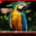රුපියල් ලක්ෂ 7ක් වටිනා  මැකෝ ගිරවෙකු සොරාගනී